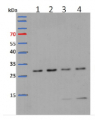 L13-1 | 60S ribosomal protein L13-1